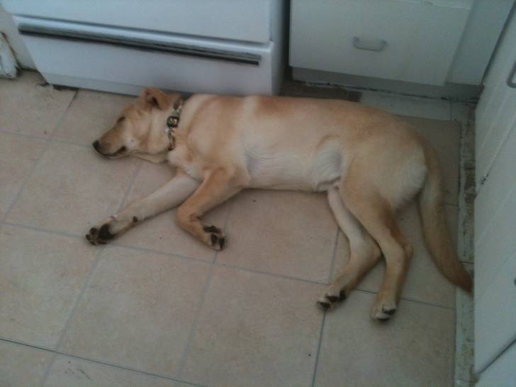 Jake - Labrador Retriever Mâle (2 ans)