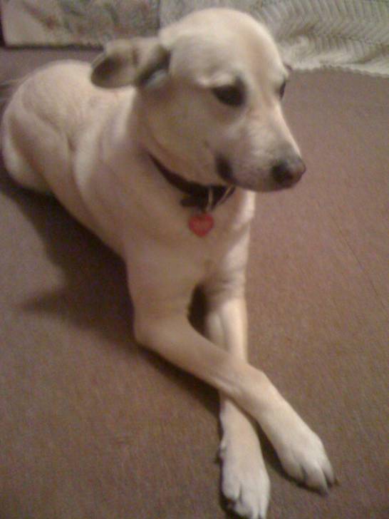 Emma - Labrador Retriever (4 ans)
