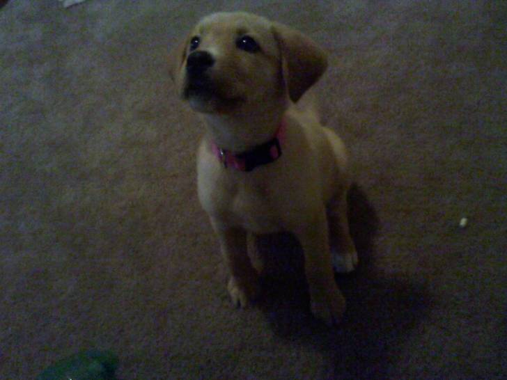 Luria - Labrador Retriever (2 mois)