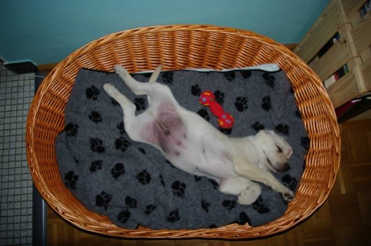 Xeros qui dort - Labrador Retriever Mâle (2 mois)