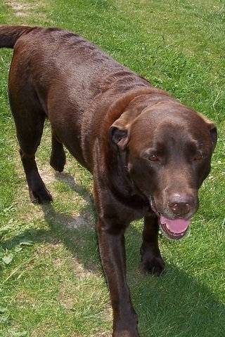 Woody - Labrador Retriever Mâle (8 ans)