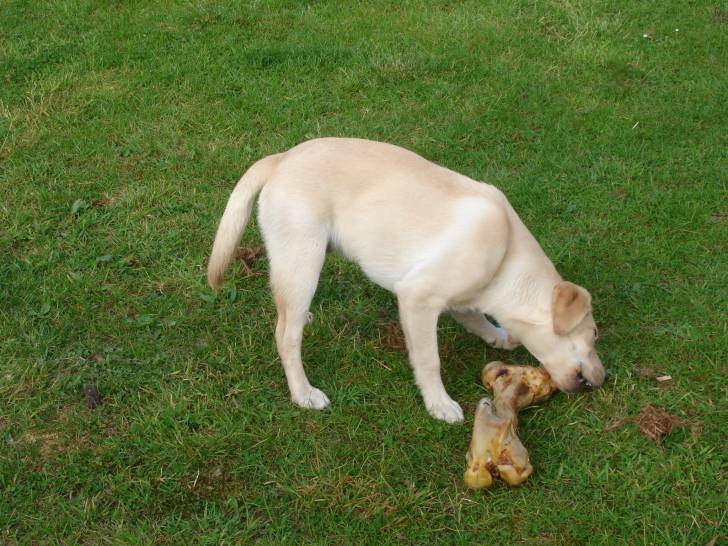 Diaoulig - Labrador Retriever Mâle (2 ans)