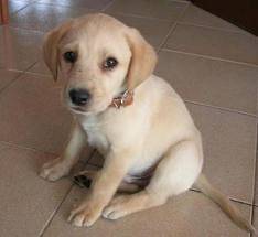 fox - Labrador Retriever Mâle (7 mois)