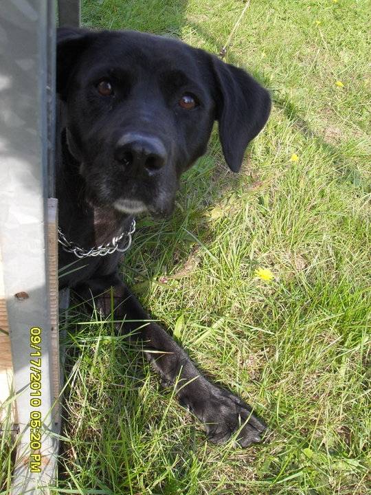 Vénus - Labrador Retriever (8 ans)