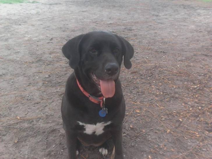Luna - Labrador Retriever (3 ans)