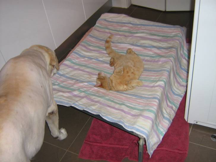 My Lab Weetbix and my Cat Koba - Labrador Retriever Mâle (12 ans)