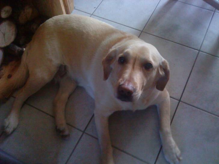 Sally - Labrador Retriever (12 ans)