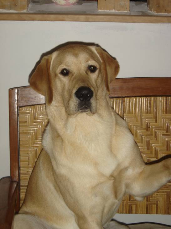 enzo - Labrador Retriever Mâle (3 ans)