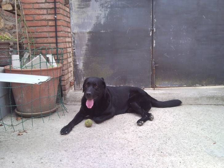 Equi - Labrador Retriever Mâle