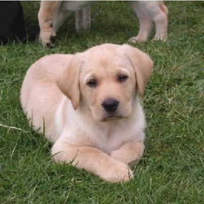 Labrador: un amour de chien - Labrador Retriever Mâle