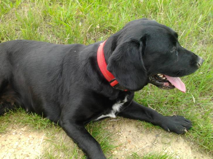 Xsara - Labrador Retriever (5 ans)