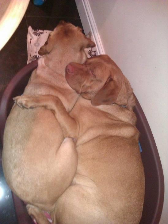 George&Keira - Labrador Retriever