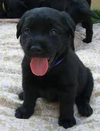 Sissy - Labrador Retriever (3 ans)