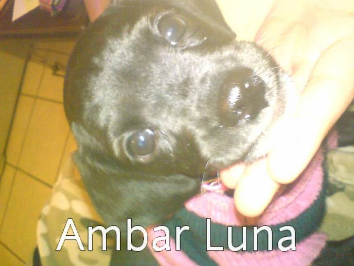 Ambar Luna - Labrador Retriever (1 an)