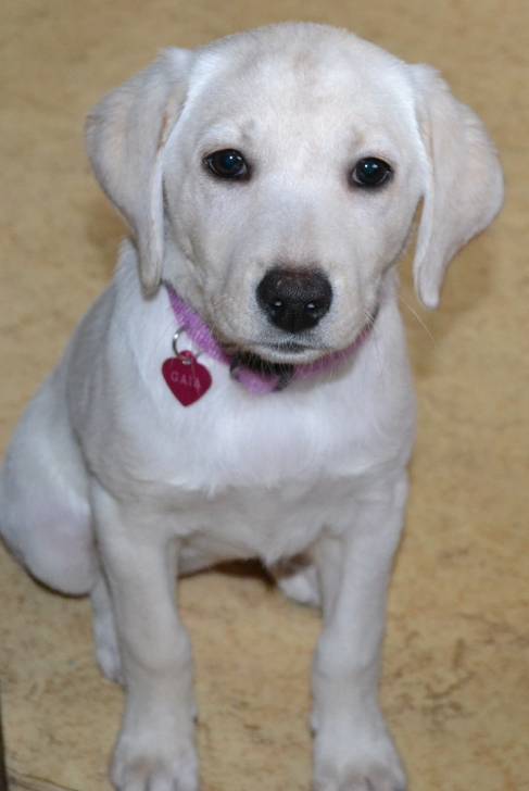 romania - Labrador Retriever (5 mois)