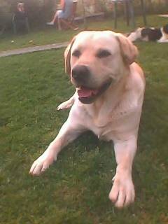 Teo - Labrador Retriever Mâle (4 ans)