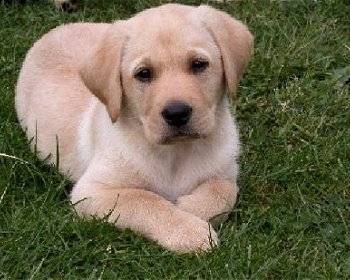 pistache - Labrador Retriever Mâle