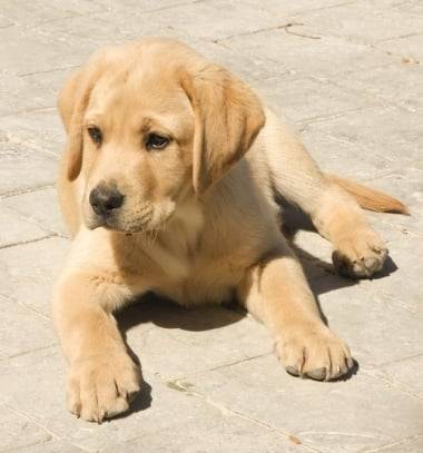 Lacky - Labrador Retriever Mâle (2 ans)