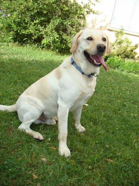 Faouell - Labrador Retriever (2 ans)