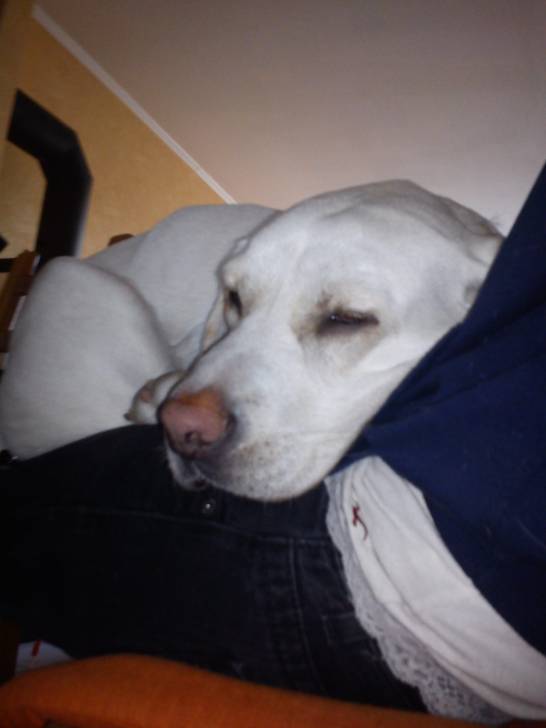 Emma - Labrador Retriever (3 ans)