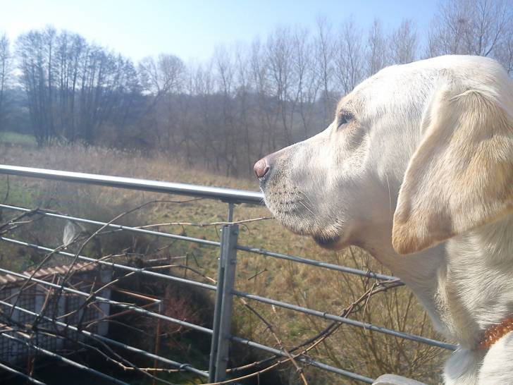 Emma - Labrador Retriever (3 ans)