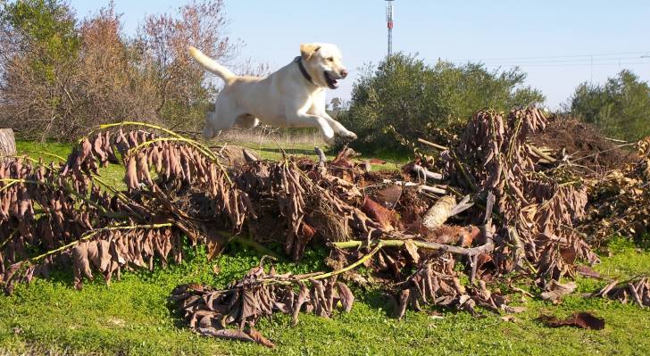 Turco - Labrador Retriever Mâle (3 ans)