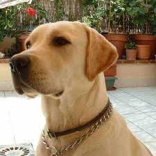Rayo - Labrador Retriever (3 ans)