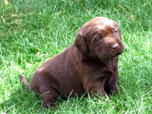 Princesse - Labrador Retriever (1 mois)
