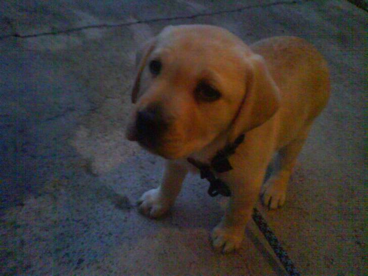 xena - Labrador Retriever (4 mois)