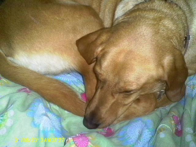 Lucy - Labrador Retriever (4 ans)