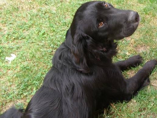 Ulysse - Labrador Retriever Mâle (9 ans)
