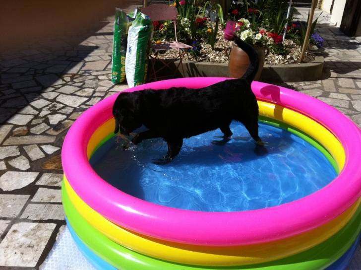Sambo - Labrador Retriever Mâle (10 ans)