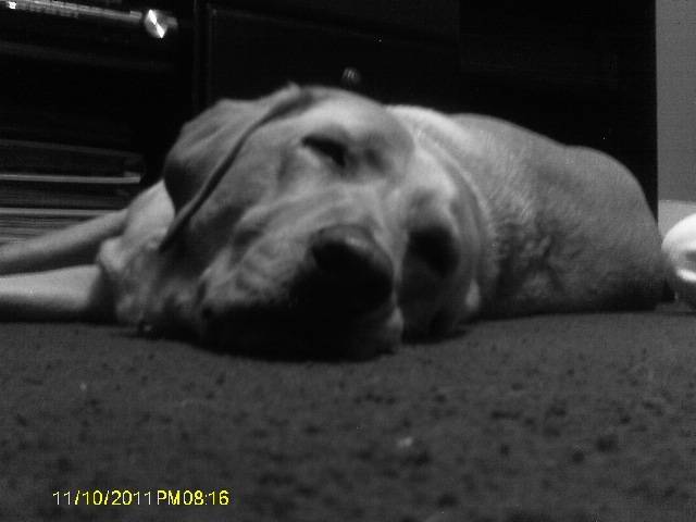 Lucy Sleeping - Labrador Retriever (4 ans)