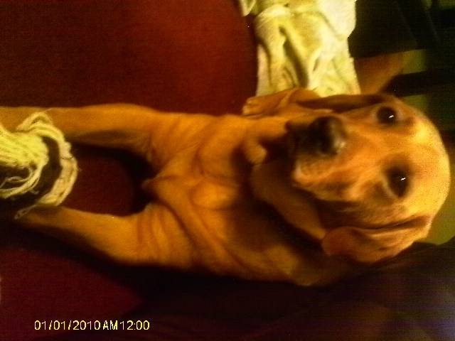 Lucy & Toy - Labrador Retriever (4 ans)