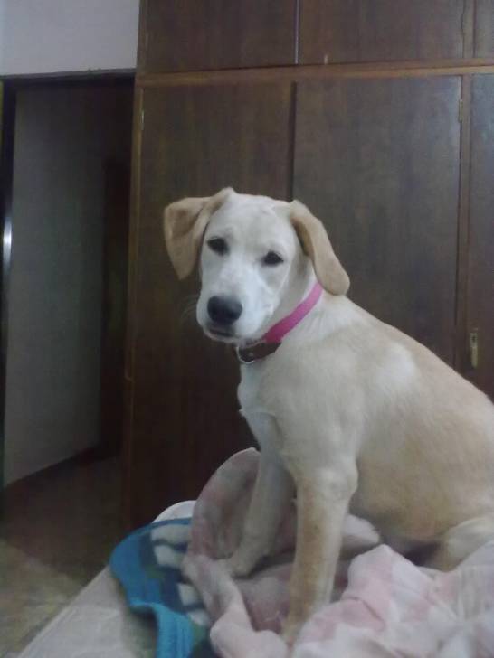 Paloma - Labrador Retriever (6 mois)