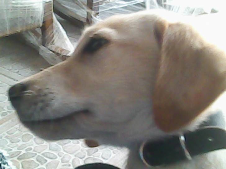 tito - Labrador Retriever Mâle (10 mois)