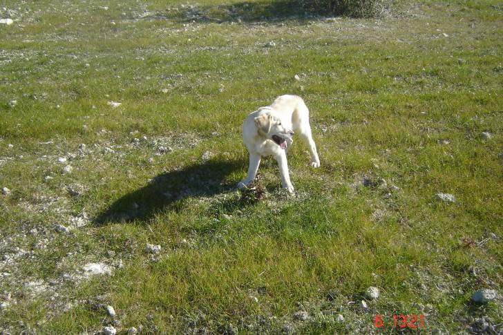 GARA - Labrador Retriever (5 ans)