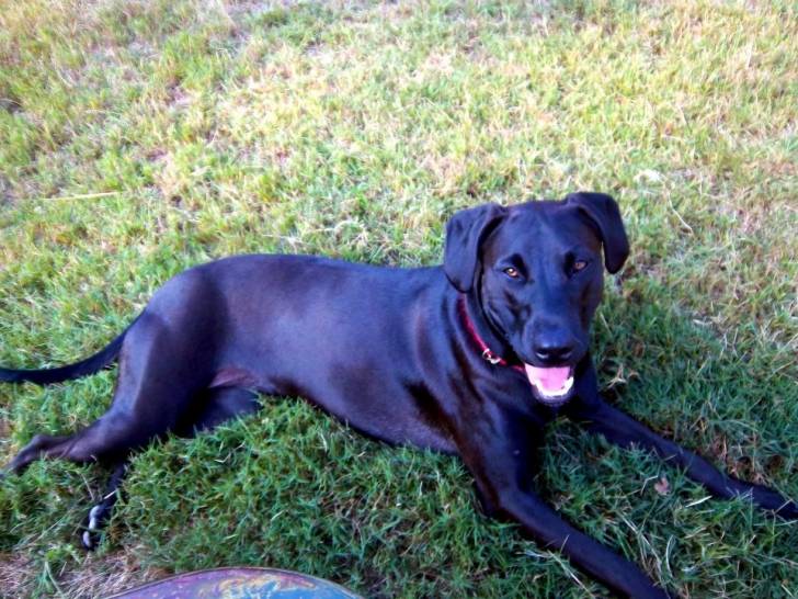 Biscuit - Labrador Retriever (1 an)
