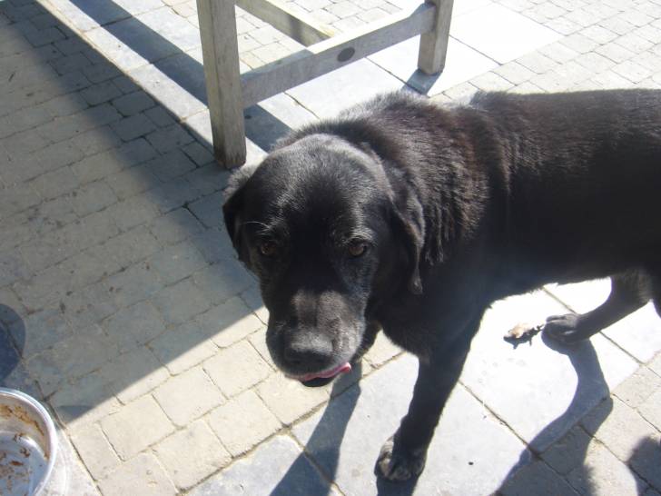 pacha - Labrador Retriever Mâle (13 ans)