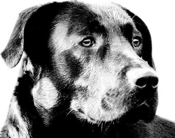 ROM - Labrador Retriever Mâle (3 ans)