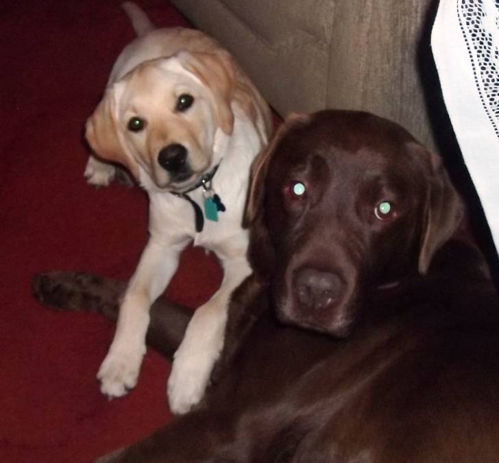 1997chloe - Labrador Retriever Mâle (Autre)
