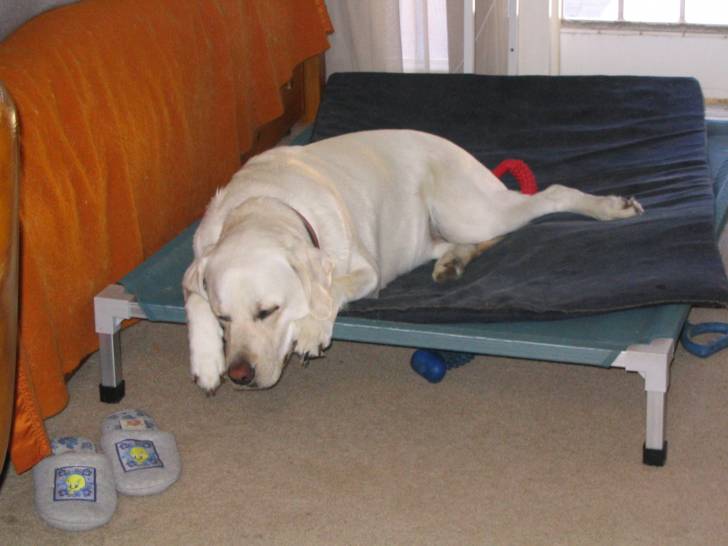 Ollie - Labrador Retriever (7 ans)