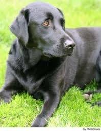 Labrador negor:3 - Labrador Retriever Mâle (1 an)