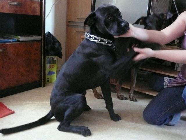 blacky - Labrador Retriever Mâle (1 an)