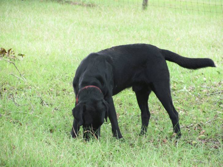 Asher - Labrador Retriever Mâle (6 ans)