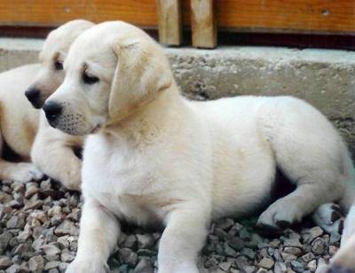 Stich - Labrador Retriever Mâle (4 mois)