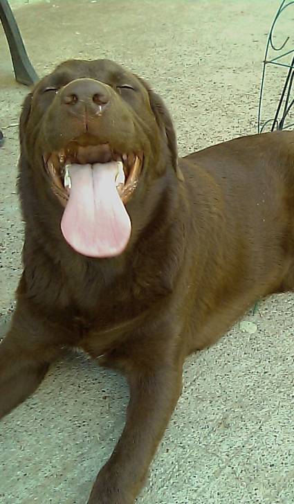 Bruno - Labrador Retriever Mâle (1 an)