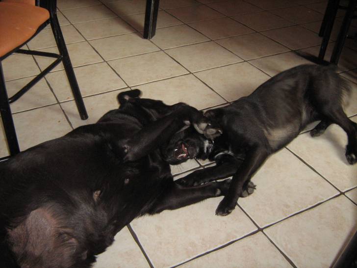 fibi et chipie - Labrador Retriever (5 ans)