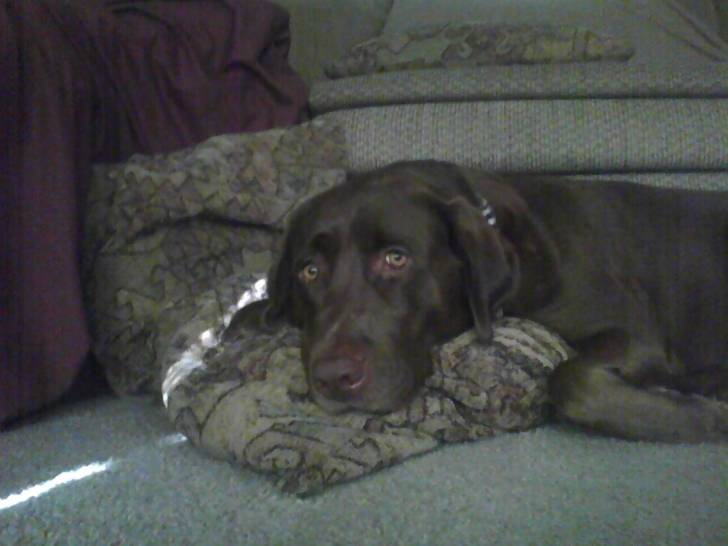 Rinnie (Rin Tin Tin) - Labrador Retriever (2 ans)