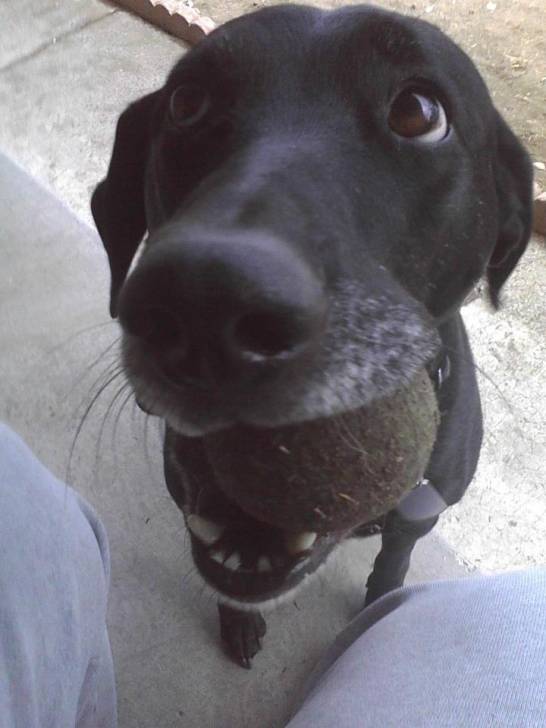 Jade - Labrador Retriever (6 ans)